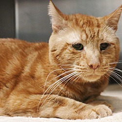 Photo of Garfield- Available for Foster