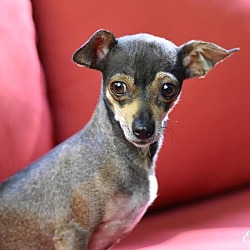Thumbnail photo of Emma (Chi Family) bonded with Chata, must be adopted together #3