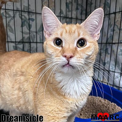 Maryville, TN - Domestic Shorthair. Meet Dreamsicle a Pet for Adoption ...