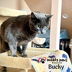 Thumbnail photo of Bucky #1