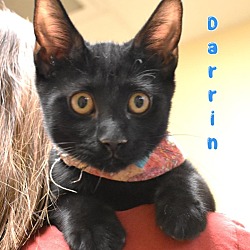 Thumbnail photo of Darrin #2