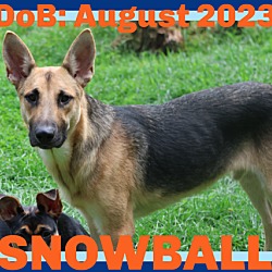 Thumbnail photo of SNOWBALL #1