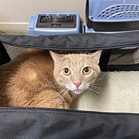 adopt a pet