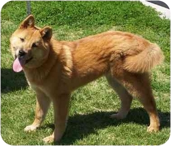 chow jindo mix