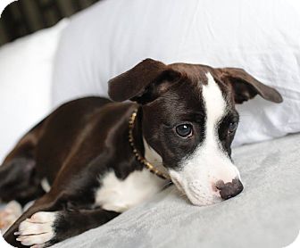 border collie italian greyhound mix