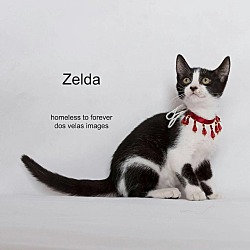 Thumbnail photo of Zelda #1
