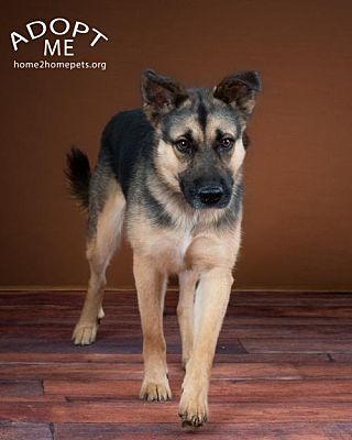 Denver Co German Shepherd Dog Meet Aspen A Pet For Adoption