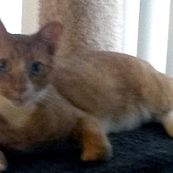 Thumbnail photo of Scooter III-Petsmart Foster Home #3