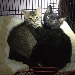 Thumbnail photo of Brownie and Blackie #4
