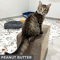 Thumbnail photo of Peanut Butter #4