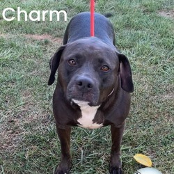 Thumbnail photo of Charm #1