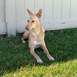 Photo of Kolo-Indian Pariah dog