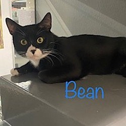 Photo of Bean