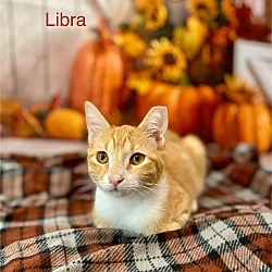 Thumbnail photo of Libra #1