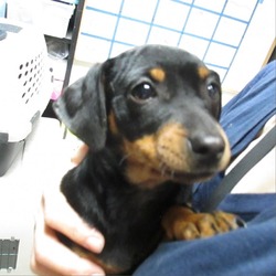 Thumbnail photo of WAFFLES PUPPY #1