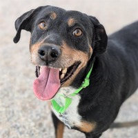 adopt a pet