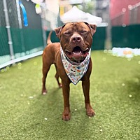 adopt a pet