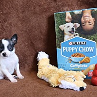 adopt a pet