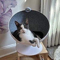 adopt a pet