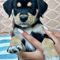 adopt a pet