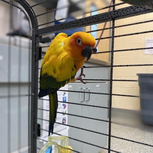 Adopt ZOEY a Conure bird in Boston, MA (29432698) | Female Conure ...