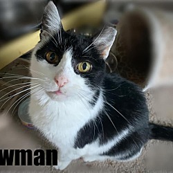 Thumbnail photo of Newman #4