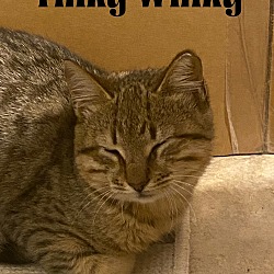 Thumbnail photo of Tinky Winky #3