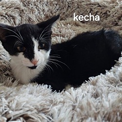 Thumbnail photo of Kecha the Bobtail Kitten #2