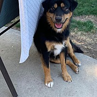 adopt a pet