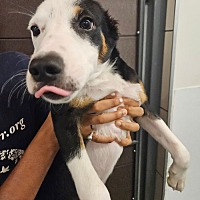 adopt a pet
