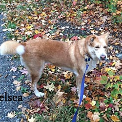 Thumbnail photo of Chelsea - Adopted January 2017 #3