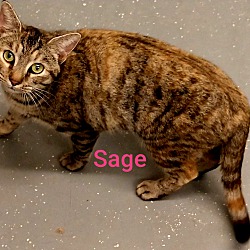 Thumbnail photo of SAGE #1