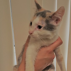 Photo of Lil calico girl 1