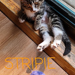 Thumbnail photo of STRIPIE #2