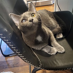 Photo of Grey Kitty