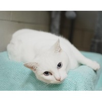 Cats for Adoption Near Boston, MA