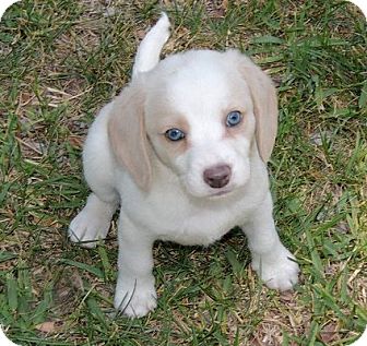 beagle cocker spaniel puppies for sale