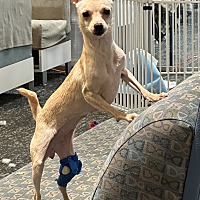 adopt a pet