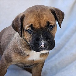 Thumbnail photo of Caribou Pup - Siberian - Adopted! #4