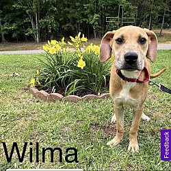 Photo of Wilma - West Warwick, RI
