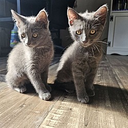 Photo of 3 kittens copy #1