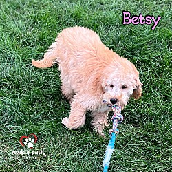 Thumbnail photo of Betsy - ABC Litter - No Longer Accepting Applications #2