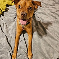 adopt a pet