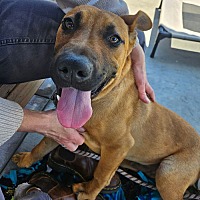 adopt a pet