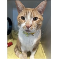 adopt-pet