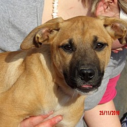 Thumbnail photo of Tallula (14 lb) Pretty Pup! #4