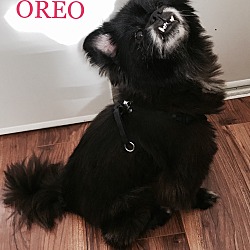 Thumbnail photo of OREO #1