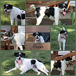Thumbnail photo of PEPPER #4