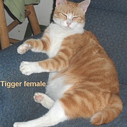Thumbnail photo of LAP KITTY TIGGER #4