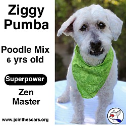 Thumbnail photo of Ziggy Pumba #3